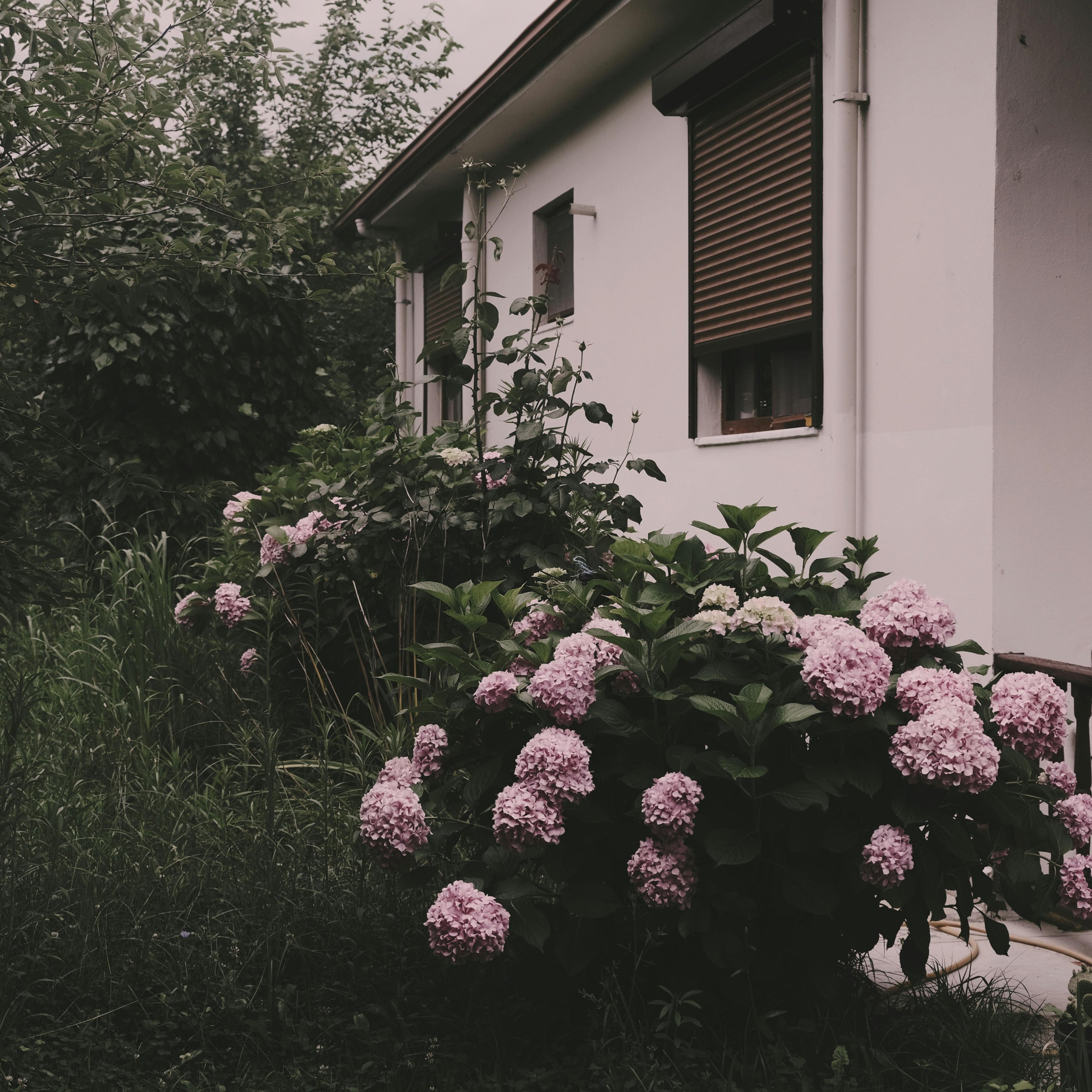 Beau jardin de fleurs roses avec un volet roulant marron en fond.