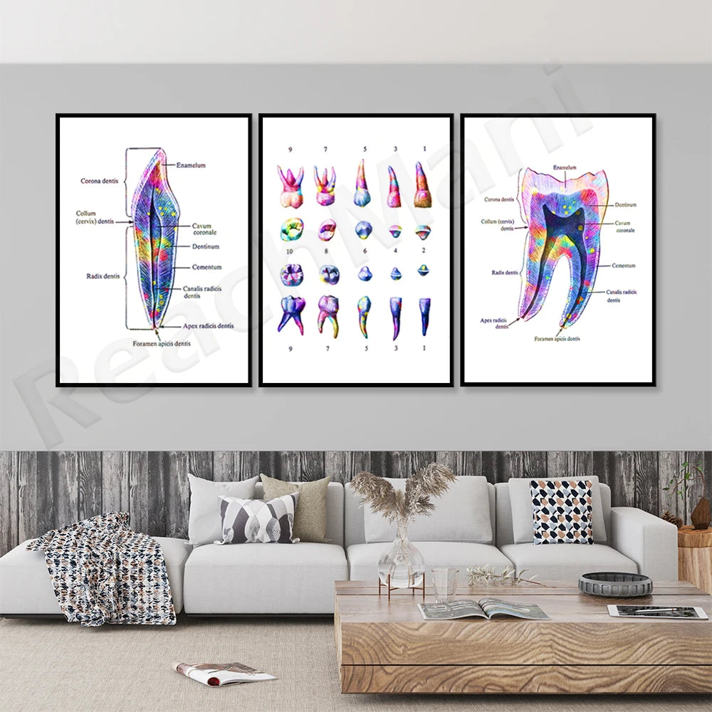Trois affiches anatomiques détaillant la structure interne des dents, dans des teintes vives et colorées.