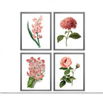 Ensemble de quatre illustrations botaniques colorées montrant des fleurs roses épanouies.