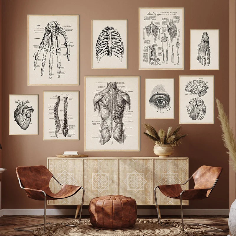 Tableau anatomie humaine vintage impression sur toile déco médicale rétro