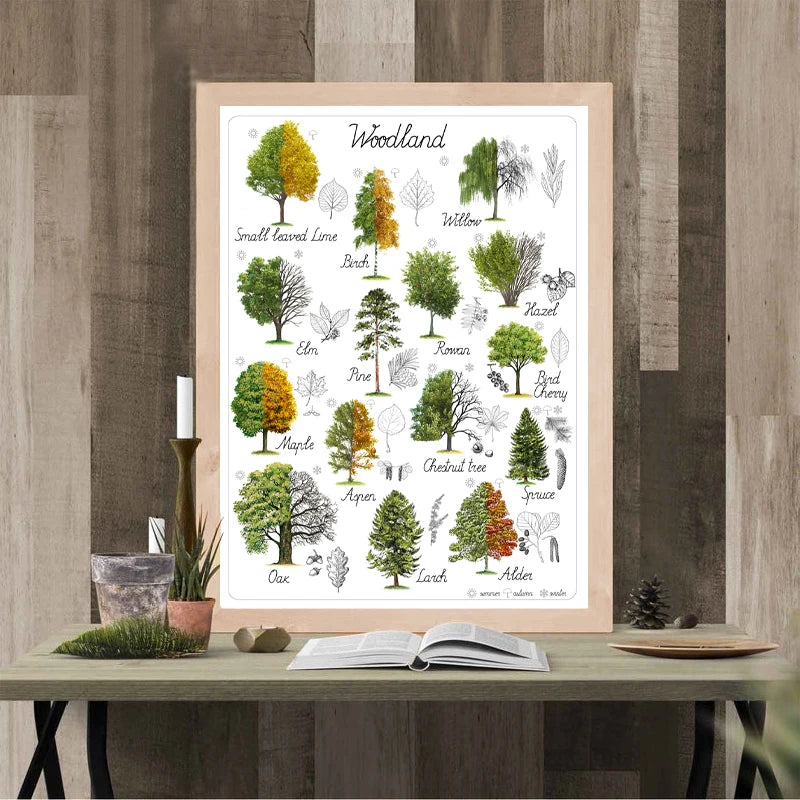 Affiche montrant diverses espèces d'arbres et de feuillages typiques des forêts, avec leurs noms inscrits au-dessous, sur un fond de bois.