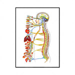 Cette illustration colorée montre un diagramme anatomique détaillé du corps humain, mettant en évidence les organes internes et le système nerveux.