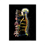 Une image aux couleurs vives montrant l'anatomie détaillée du corps humain, avec le système nerveux et les organes internes mis en évidence.