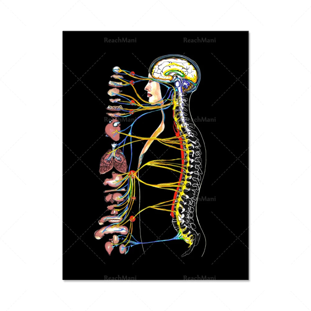 Une image aux couleurs vives montrant l'anatomie détaillée du corps humain, avec le système nerveux et les organes internes mis en évidence.