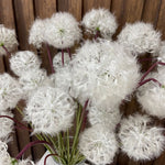 Fleur pissenlit beige décoration intérieur