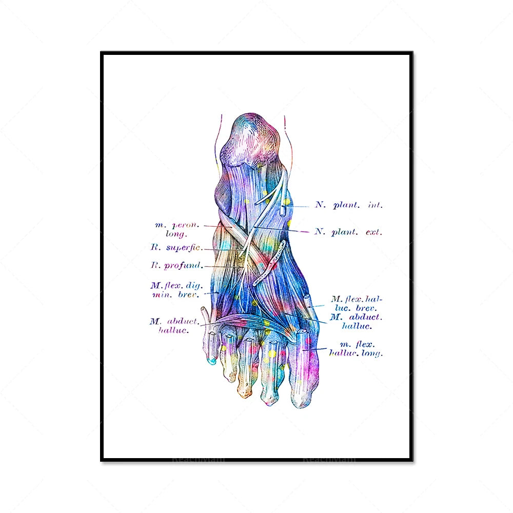 Une représentation anatomique colorée et détaillée de la structure d'un pied humain.