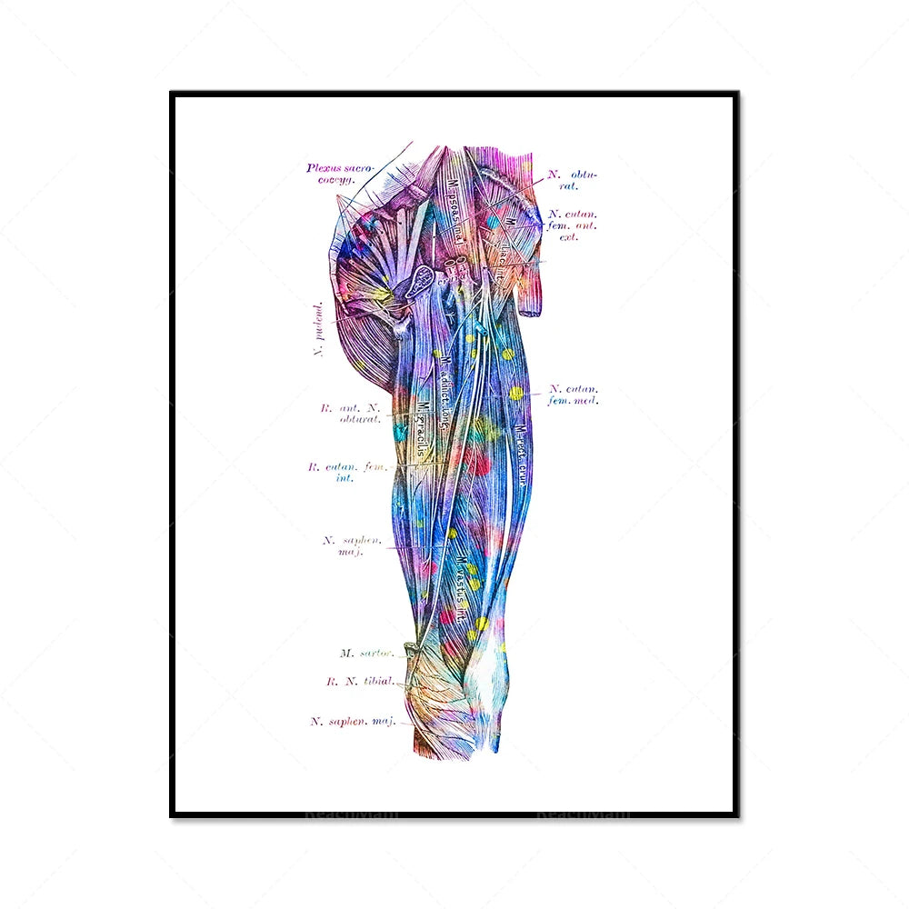 Une illustration colorée et détaillée des muscles et des tendons du bras humain.