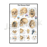 Affiche détaillée illustrant l'anatomie du crâne humain, montrant différentes parties et structures osseuses.