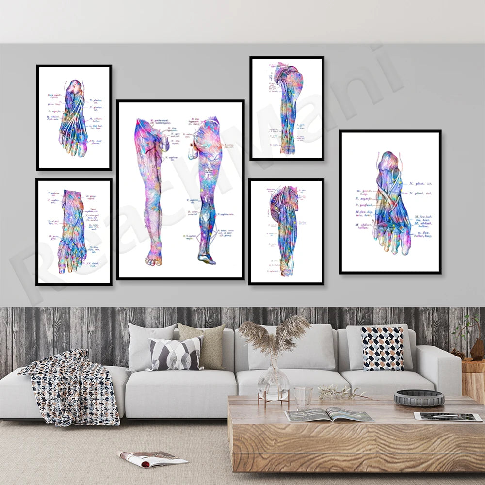 Ces images anatomiques colorées et détaillées des pieds et des jambes offrent une représentation unique et artistique de la structure et de la fonction du système musculo-squelettique.
