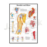 Cette image anatomique détaillée montre la structure et les muscles de l'épaule et du coude, fournissant des informations importantes pour les professionnels de la santé et les étudiants en médecine.