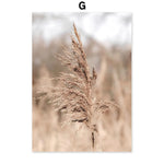 Une touffe de joncs secs, avec leurs tiges élancées et leurs fleurs plumeuses, capturée dans une image aux tons doux et flous.