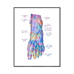 Illustration anatomique détaillée d'un pied humain montrant les muscles, tendons et os avec des annotations en latin.