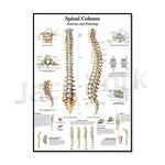 Cette image détaillée présente l'anatomie et la pathologie de la colonne vertébrale, illustrant les différentes vertèbres, les types de posture, ainsi que divers problèmes de santé associés à la colonne vertébrale.