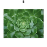 Une succulente fleur verte s'ouvre en spirale avec des feuilles luisantes.