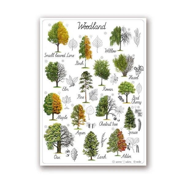Une belle illustration des principaux arbres et feuillages que l'on peut trouver dans un paysage boisé, avec des noms en anglais identifiant chaque espèce.