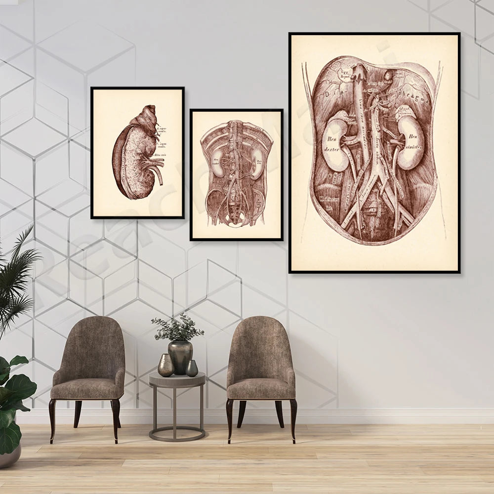 Trois affiches illustrant des schémas anatomiques détaillés de l'intérieur du corps humain, suspendues au mur dans un décor moderne.
