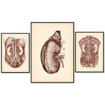 Série d'illustrations anatomiques détaillées montrant les structures internes du corps humain, y compris les organes vitaux, la colonne vertébrale et les vaisseaux sanguins.