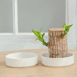 Plateau en bois brésilien avec plantes vertes en décoration intérieure