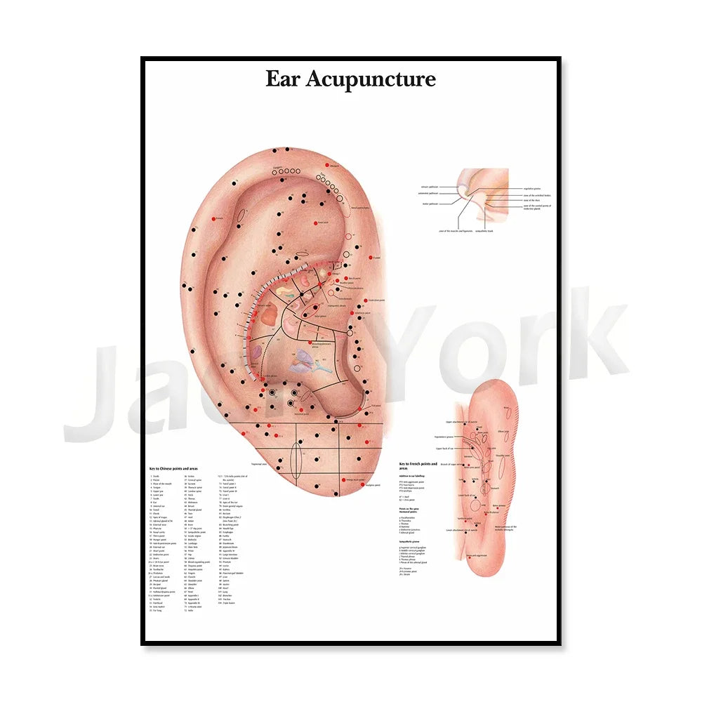 L'image montre un diagramme détaillé de l'acupuncture de l'oreille, indiquant les différents points de pression et leurs fonctions correspondantes sur le pied.