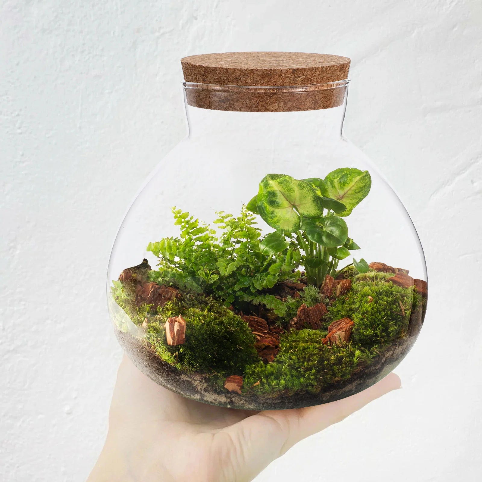 Terrarium DIY pour micro-paysage intérieur détaillé