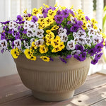 Fleurs primula beige en plastique pour décoration de porte