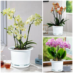 Pot de fleurs avec soucoupe pour décoration maison
