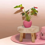 Etagere decorative en bois avec succulentes en interieur