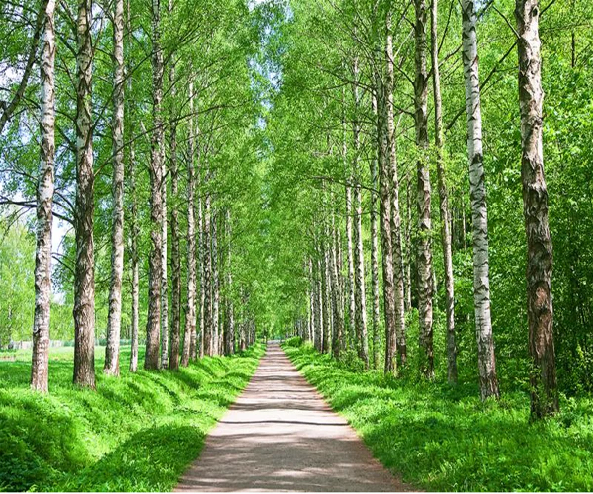 Papier peint forêt de bouleaux paysage mural salon
