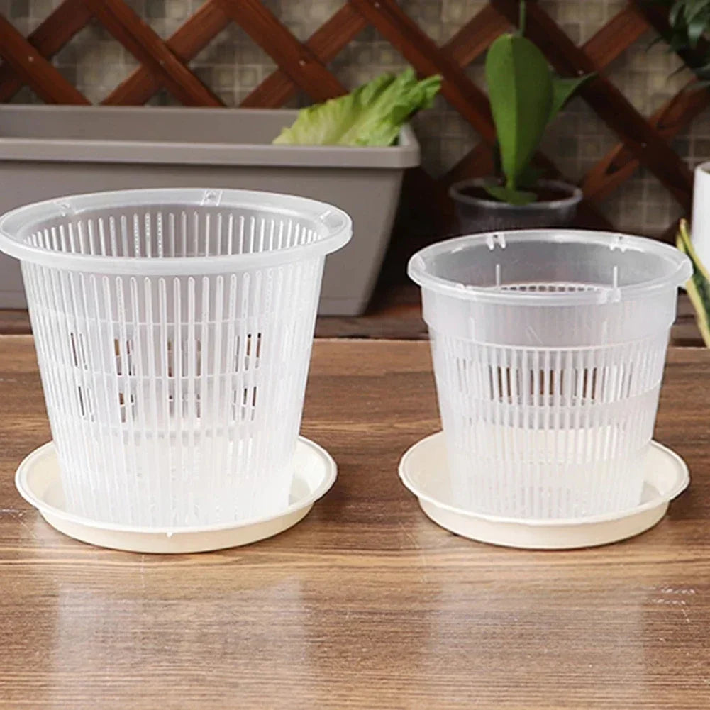 Détail des racines visibles à travers le pot transparent