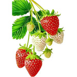 Autocollant fraise kaki déco cuisine