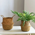 Panier en osier bleu utilisé comme pot de fleurs dans un salon