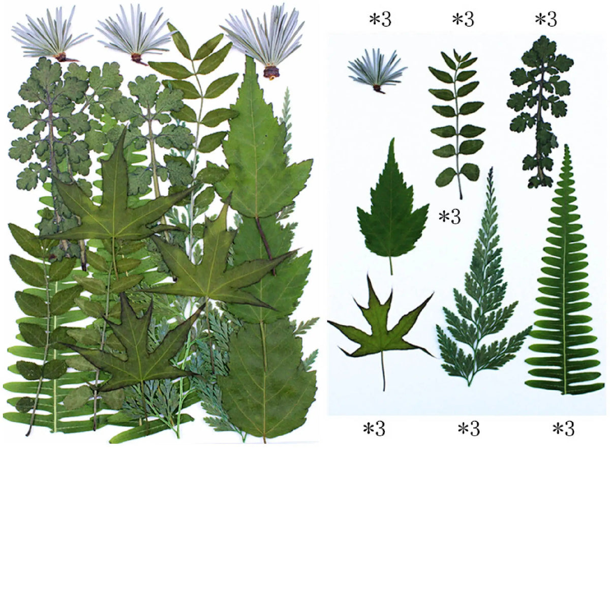 Fleurs séchées vertes et colorées pour créations résine