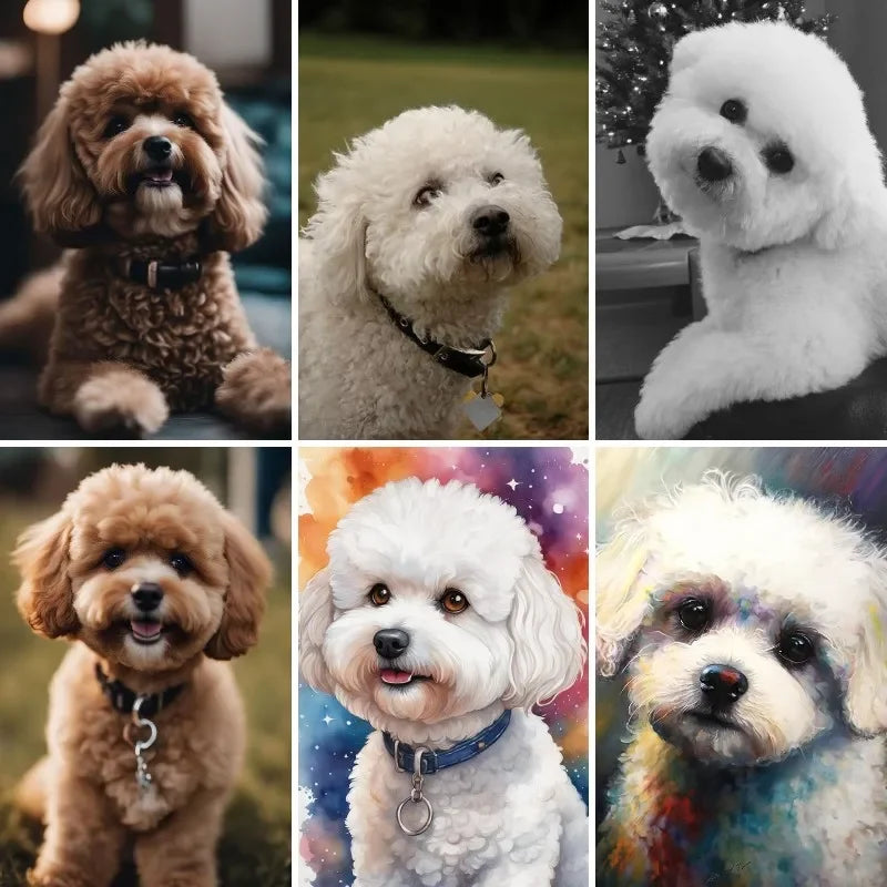 Peinture diamant 5D chien blanc bichon frise
