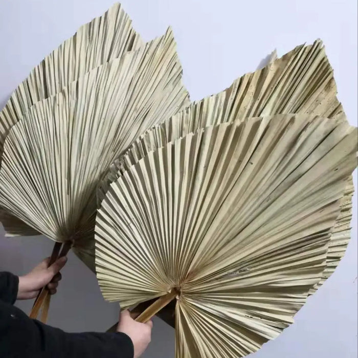 Feuilles de palmier séchées naturelles bouquet bohème