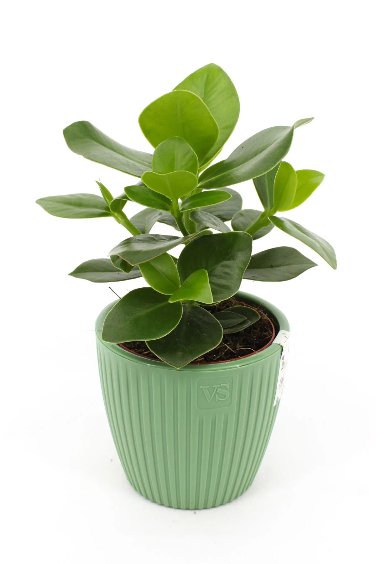 Cache-pot avec plantes vivantes fleuries vert pour décoration intérieure