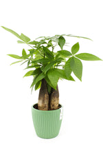 Cache-pot plante intérieur Pachira aquatique vert dans un salon moderne