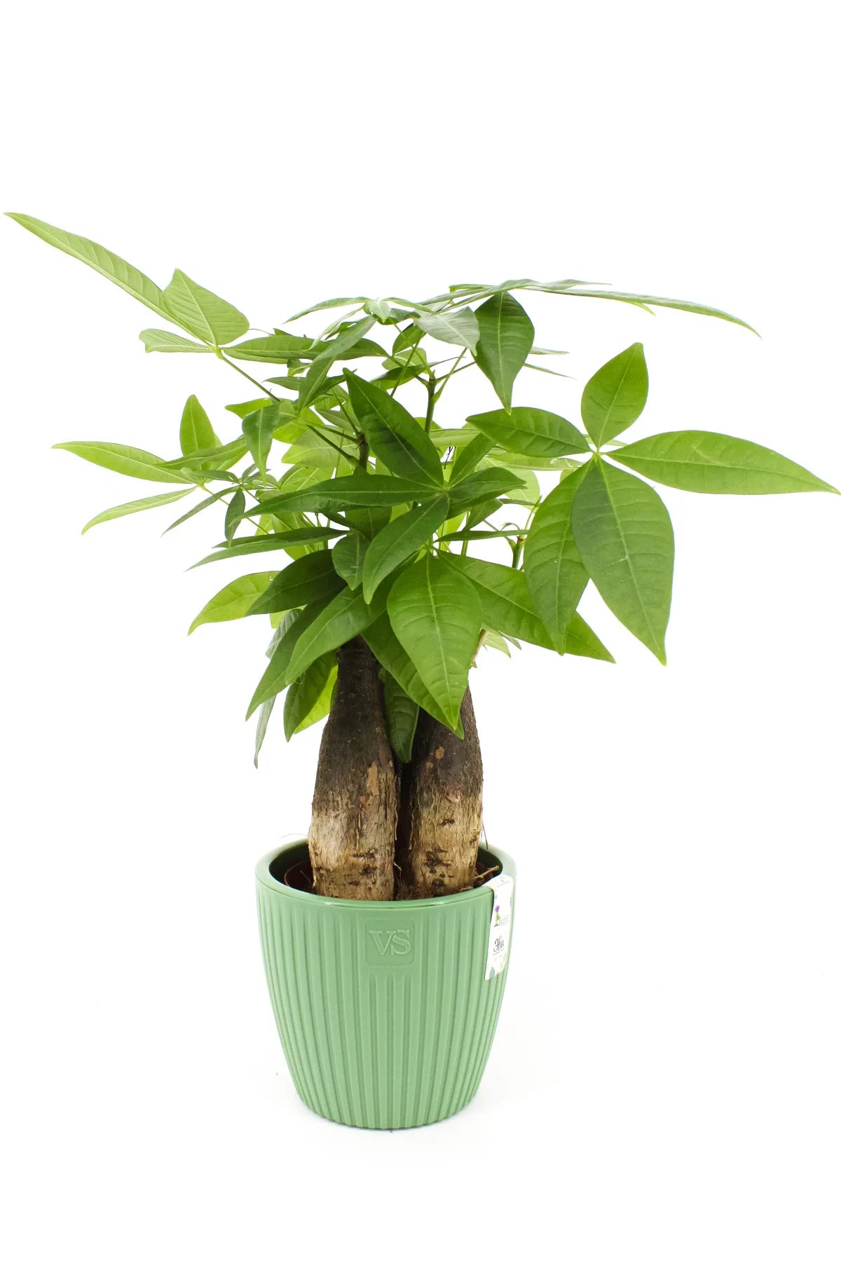 Cache-pot plante intérieur Pachira aquatique vert dans un salon moderne