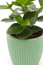 Cache-pot gris avec plantes vivantes pour ambiance naturelle