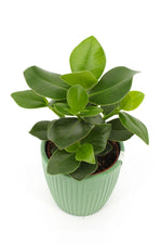 Cache-pot jaune avec plantes fleuries pour salon moderne