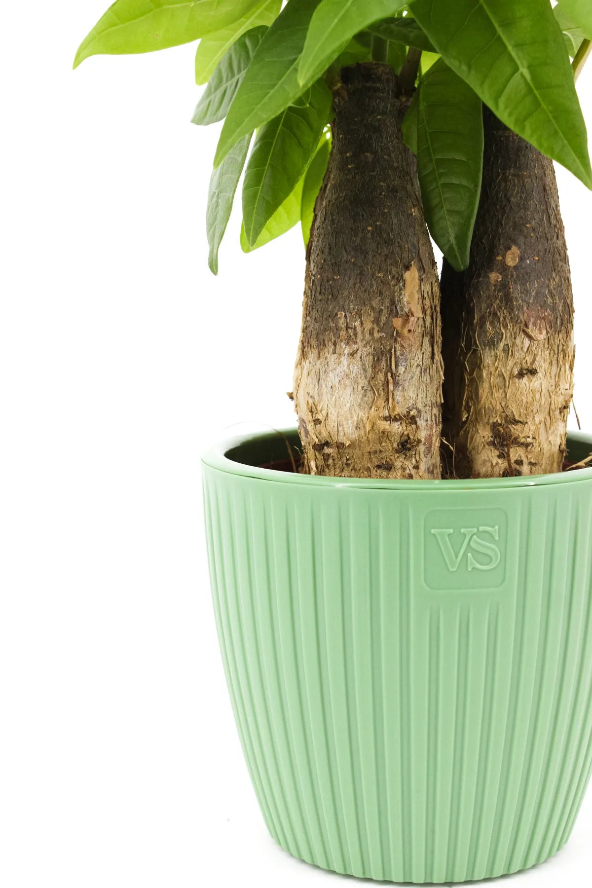 Plante d'intérieur Pachira avec feuilles vert vif et tronc épais en gros plan