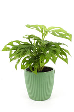 Cache-pot Monstera vert avec plante d'intérieur et trous de drainage