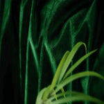 Image d'un fond vert profond associée à une touche naturelle de feuilles, évoquant une ambiance luxuriante et élégante. Parfait pour les décorations intérieures modernes et apaisantes.